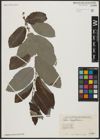 Foto von Salix aegyptiaca L.